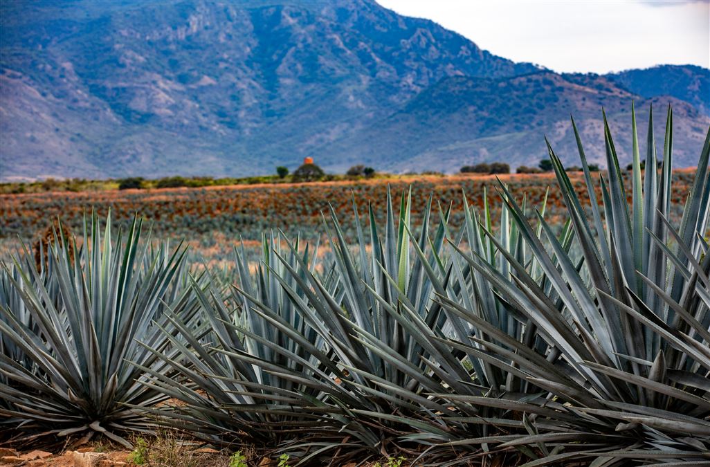 A Oaxaca i campi di agave si estendono a perdita d'occhio...