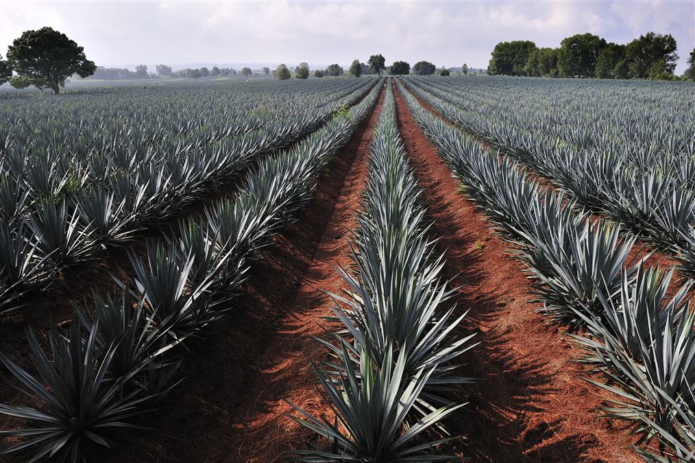 "Spesso, quando parliamo di distillati di agave, parliamo di terroir"