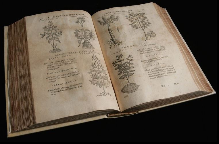"Historia Natural De Nueva Espana" raccoglie un mondo di scoperte nel campo della botanica
