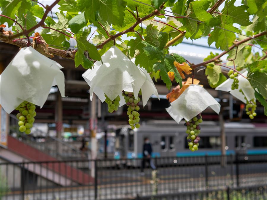 Solo in Giappone potevamo trovare "ombrellini di carta" per proteggere l'uva!