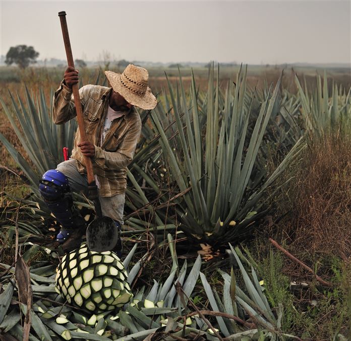 Si ritiene che questa tradizione abbia in qualche modo aperto le porte alla distillazione del fermentato della pianta di agave...