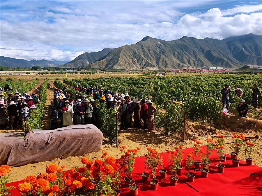 Gli orgogliosi lavoratori del vigneto più alto del mondo, in Tibet
(Credits thedrinkbusiness.com)