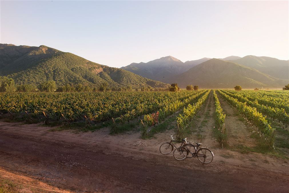 ... e in Napa Valley: il terreno vulcanico è particolarmente adatto per la viticoltura.