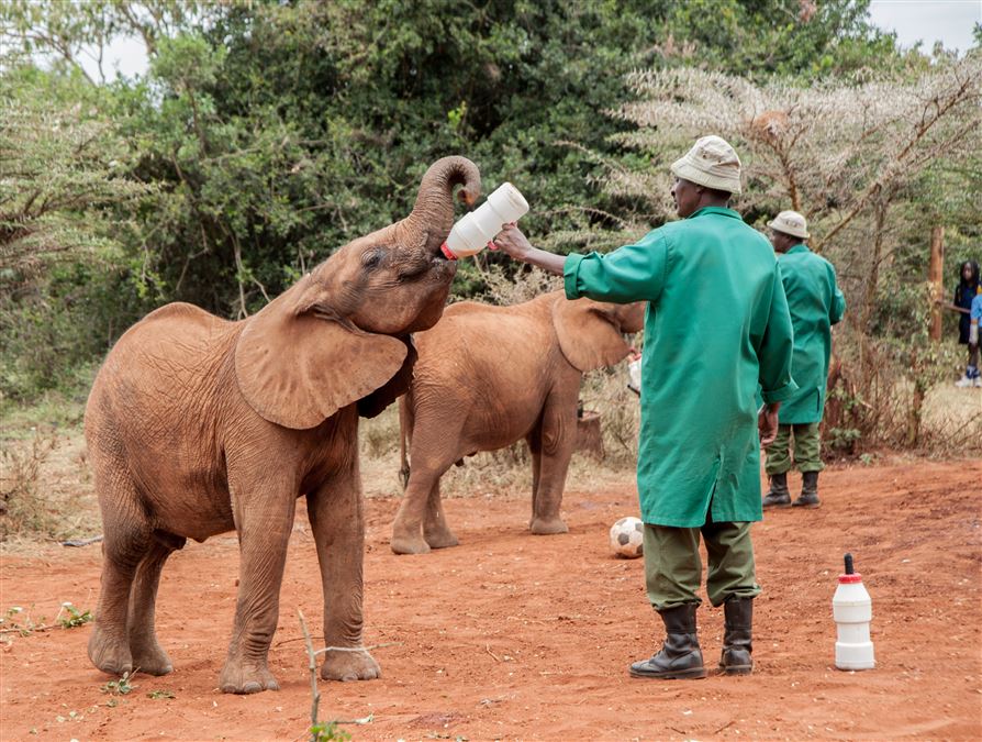 Elephant Gin aiuta i cuccioli di elefante orfani a causa del bracconaggio.