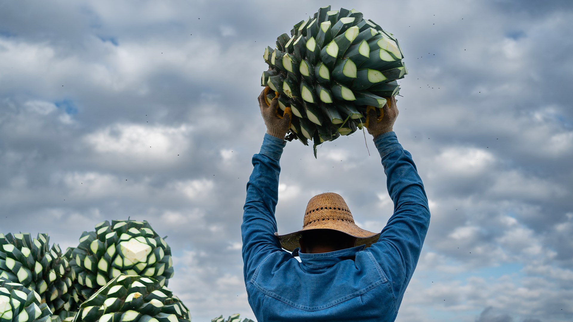 Distillati d'agave e vino: questione di terroir