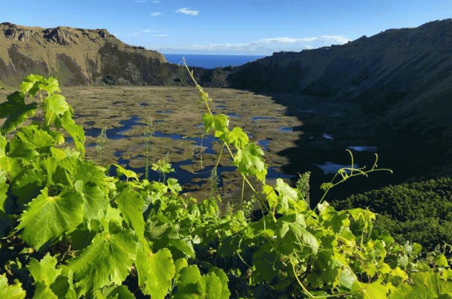 Alcune viti selvatiche che crescono sui terreni vulcanici sull'Isola di Pasqua.
Credits: decanter.com
