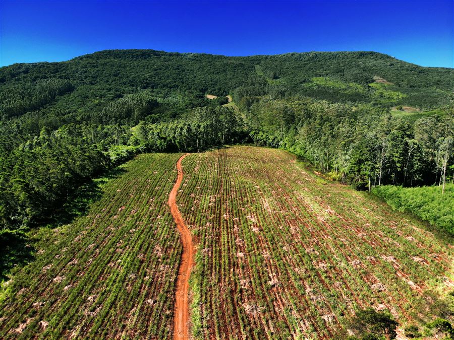 Uno splendido campo coltivato a canna da zucchero