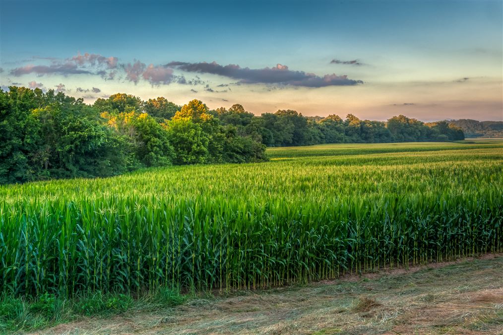 Un tipico campo di mais in Missouri.