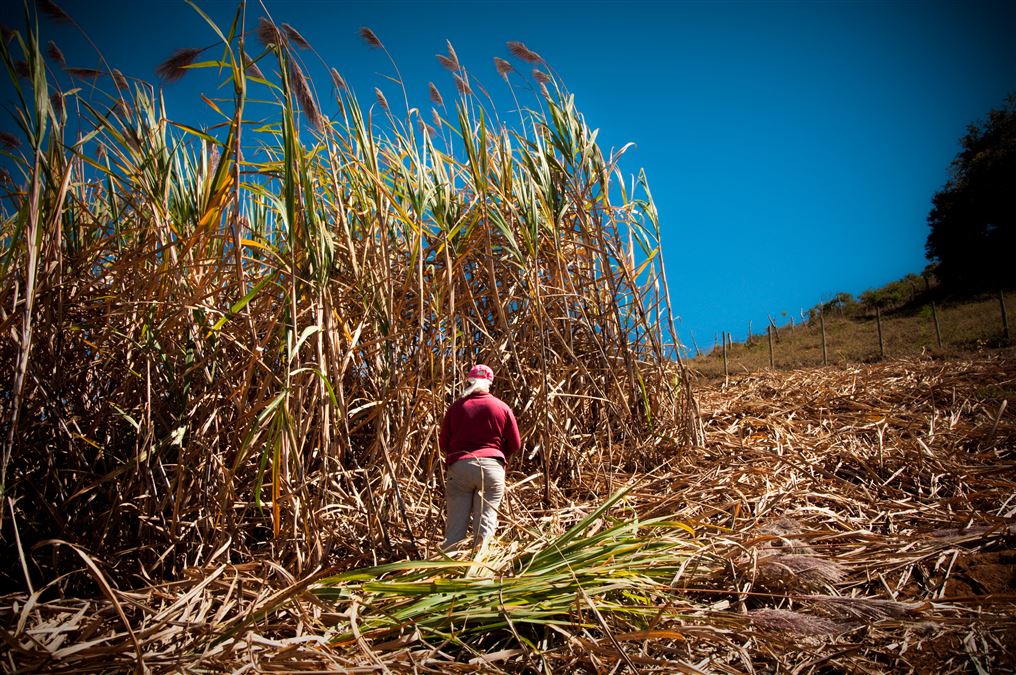 Lavoro nei campi: la raccolta della canna da zucchero