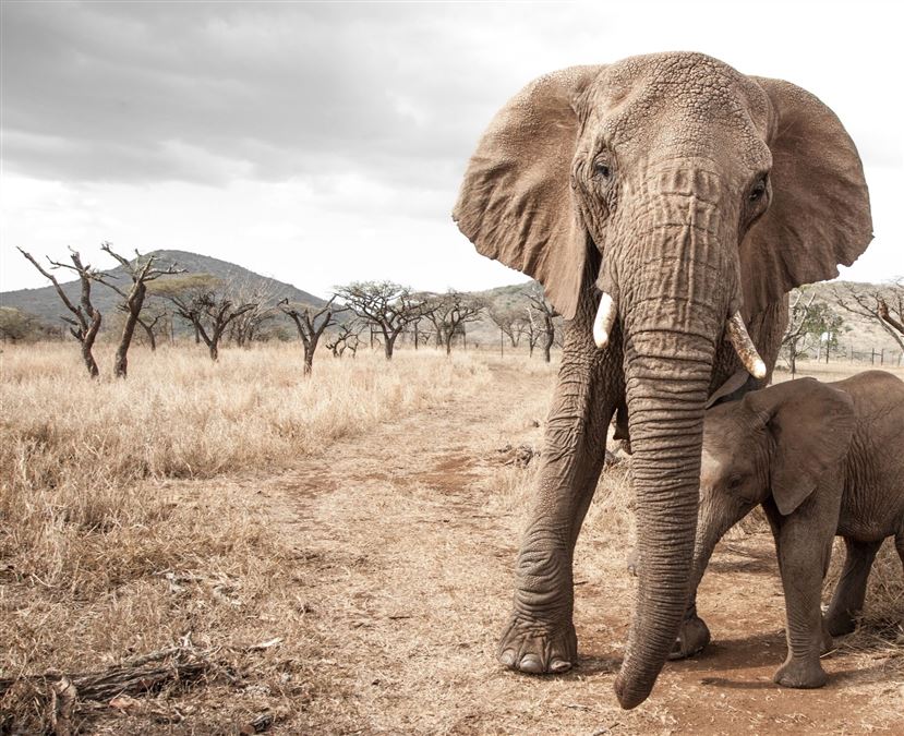 Elephant Gin è un progetto che nasce per gli elefanti. Fin dall'inizio.